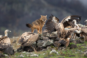 Griffon vultures and golden jackal near the carcass. Flock of vultures compete with jackal in Madzharovo Rhodope mountains. Wildlife watching in the Bulgaria nature. 