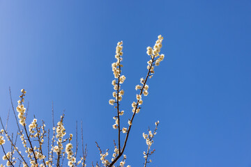 早春の晴天と白い梅の花