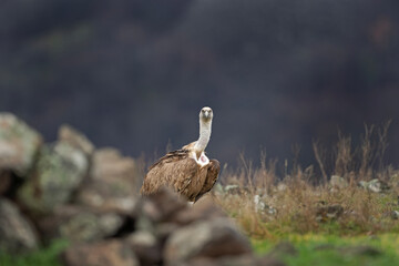 Griffon vultures near the carcass. Flock of vultures in Madzharovo Rhodope mountains. Birds watching in the Bulgaria nature. 