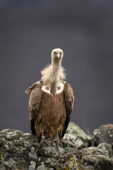 Griffon vultures near the carcass. Flock of vultures in Madzharovo Rhodope mountains. Birds watching in the Bulgaria nature. 