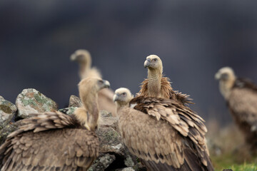 Griffon vultures near the carcass. Flock of vultures in Madzharovo Rhodope mountains. Birds watching in the Bulgaria nature. 