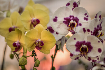 White doritaenopsis and yellow moth orchids