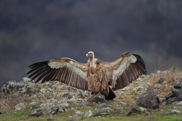 Griffon vultures near the carcass. Flock of vultures in Madzharovo Rhodope mountains. Birds watching in the Bulgaria nature. 