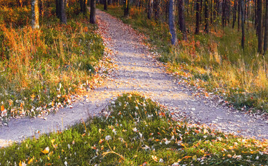 Two paths merge into one in the autumn park among trees and grass strewn with fallen leaves.