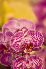 Naklejka na ściany i meble Multi color Moth orchids or Phalaenopsis portrait with soft backgeound
