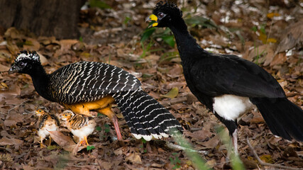 Family of Mutuns/Cracidae in Pantanal