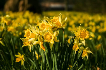 Obraz premium Frühling