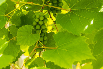 Close up view of bunches of grapes on green background. Healthy food concept. Beautiful nature background.