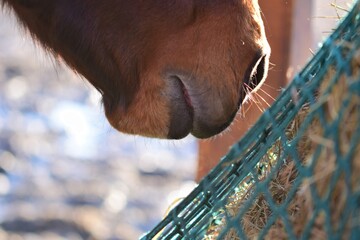 Close up the mouth of a brown horse near hay under a green hay net - Powered by Adobe
