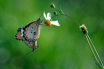 two butterflies honeymooning on a stalk