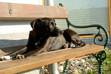 Black Dog On Park Bench