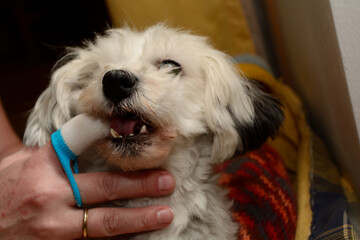 Tartar In Dogs Is Removed