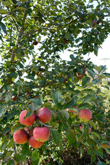 Red-cheeked Apples On Apple Tree