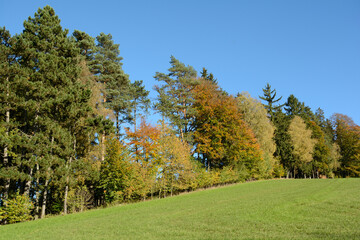 Forest Edge Of A Mixed Forest On A Sunny Autumn Day