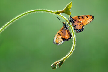 two butterflies on leaf