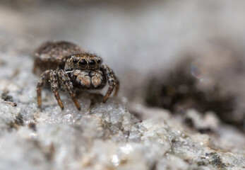 Sitticus rupicola,Weibchen