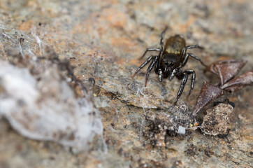 Heliophanus aeneus, Männchen