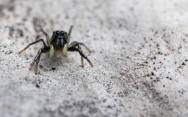 Heliophanus aeneus