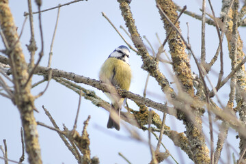 Meise auf Ast zum Frühlingsanfang