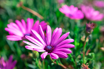 Obraz premium Spring flowers with pink petals