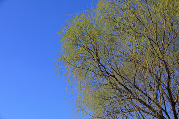 Willow canopy in the background of blue sky