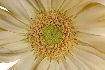 Top view of the heart a yellow lime Spider Gerbera