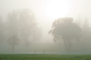 fog, mist,difuse light,public,park,at,dawn,