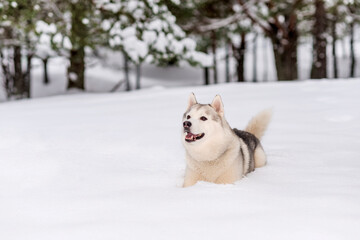 Winter photos of the dog. Husky.