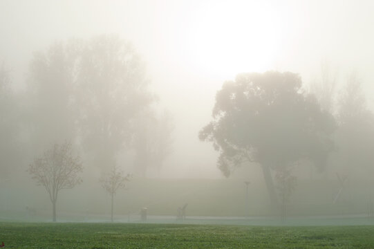 fog, mist,difuse light,public,park,at,dawn,
