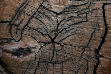 Fototapeta premium Old tree cross section