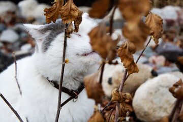 cat smelling branches