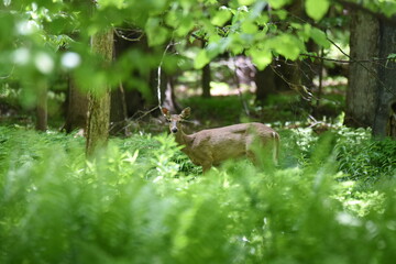 White tail deer scene