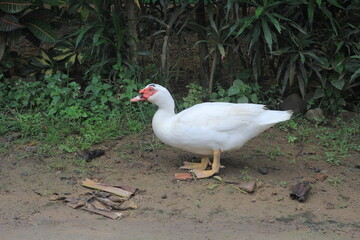 A group of ducks with white feathers foraging in the yard.