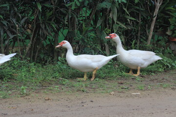 A group of ducks with white feathers foraging in the yard.