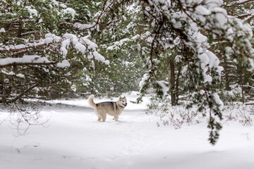 Naklejka premium Winter photos of the dog. Husky.