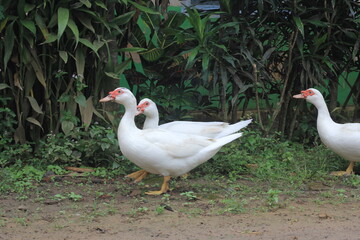 A group of ducks with white feathers foraging in the yard.