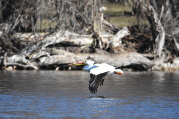 Low flying pelican