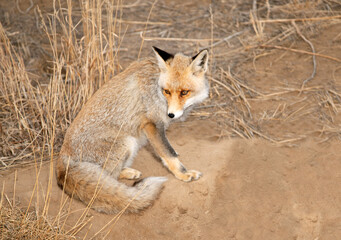 Red fox adult sitting in meadow