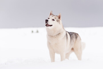 Winter photos of the dog. Husky. © Aleksandr