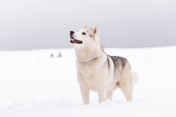Winter photos of the dog. Husky. © Aleksandr