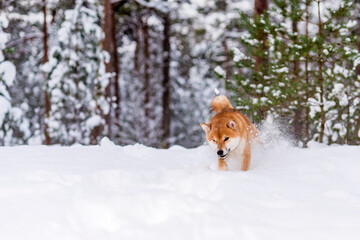 Winter photos of the dog. Shiba Inu.