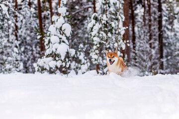 Winter photos of the dog. Shiba Inu.