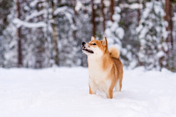 Winter photos of the dog. Shiba Inu.