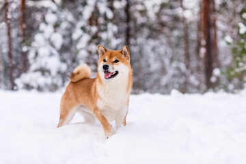 Winter photos of the dog. Shiba Inu.