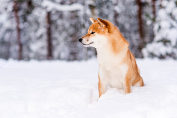 Winter photos of the dog. Shiba Inu.