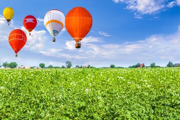 balloon flies over the field of potatoes into the sky . 