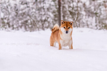 Winter photos of the dog. Shiba Inu.