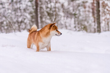 Winter photos of the dog. Shiba Inu.