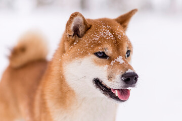 Winter photos of the dog. Shiba Inu.