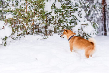 Winter photos of the dog. Shiba Inu.